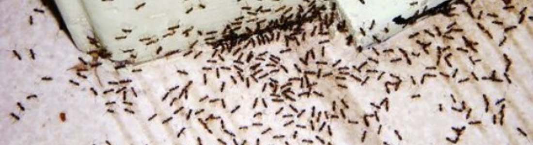 Como realizar a dedetização de Formigas 24 HORAS